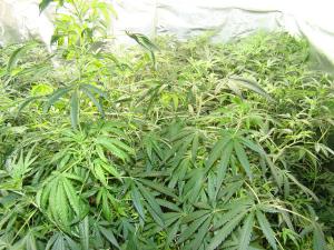 Plantas de marihuana descubiertas en la vivienda.