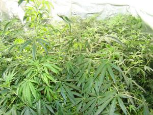 Plantas de marihuana descubiertas en la vivienda.