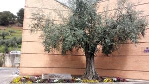 Olivo a la entrada del cementerio de Granada.