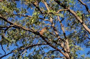 El lince Sotillo, encaramado al árbol en un chalé de Úbeda.