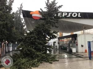 Un árbol caído en una gasolinera en Alhama este sábado.