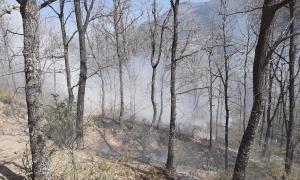 Robles quemados por el fuego en Busquístar. 