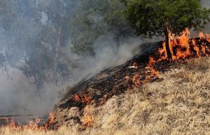 Llamas en el incendio de Cenes. 