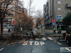 Árbol caído en la calle Fontiveros de la capital, incidencia que ha obligado a cortar la vía.