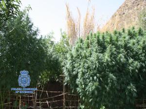 Plantas de marihuana que cultivaban en Pinos Genil.