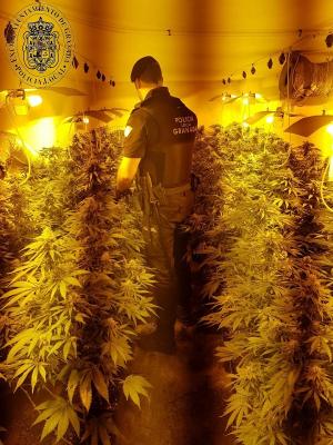 Los agentes de la Policía Local intervinieron 530 plantas de marihuana.