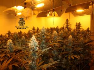 Plantación de marihuana descubierta.