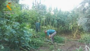 Plantación de marihuana, camuflada entre la vegetación.