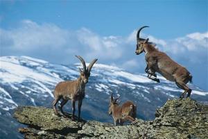 Cabras monteses en Sierra Nevada. 