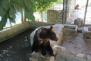 Uno de los osos del parque de Peña Escrita. 