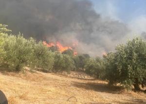 Las llamas también afectan a terreno de olivar. 