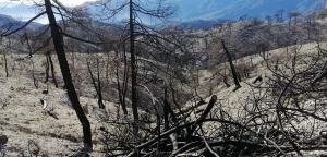 Una de las zonas quemadas, en una imagen de finales del año pasado, más de un año después del fuego.