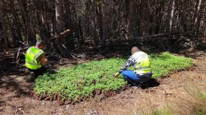 Las pequeñas plantas iban a ser repartidas por plantaciones de toda la Alpujarra. 