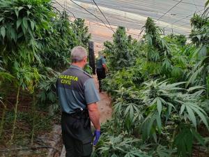 Explotación de marihuana amparada en un cultivo de cáñamo en Los Yesos.