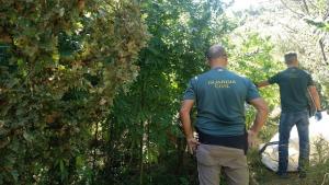 Agentes en una de las plantaciones descubiertas. 