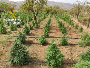Plantación de cáñamo industrial manipulada para dar marihuana en Soportújar.