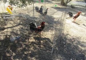 Algunos de los gallos localizados en una finca de Santa Fe. 