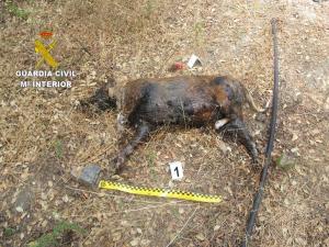 Cadáver del perro, que recibió impactos de perdigones por todo el cuerpo.