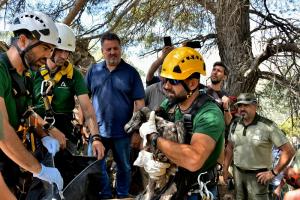 Personal técnico prepara a los quebrantahuesos para su suelta. 