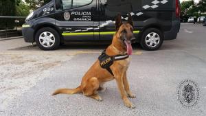 Junco se jubila tras más de una década en la Unidad Canina de la Policía Local de Granada.