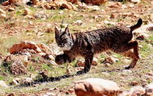 Uno de los linces soltados a principios de marzo en Sierra Arana.