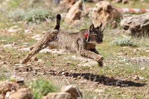 Uno de los ejemplares de lince soltados este viernes en Sierra Arana. 