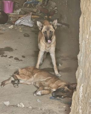 Uno de los perros, junto al cadáver de otro. 