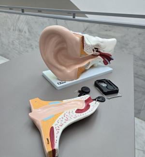 Maqueta del oído interno y el implante. 