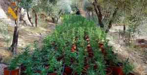 Macetas de marihuana entre olivos en la Alpujarra. 