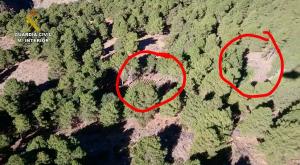 Imagen áerea de los cultivos de marihuana, señalados en rojo entre los pinos. 