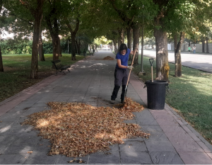 Recogida de hojas este lunes.