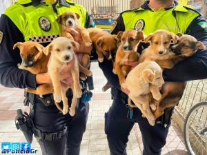 Dos agentes de la Policía Local de Granada con los cachorros.