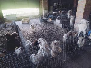 Perros en el criadero ilegal desmantelado.