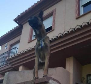 El perro era un joven pastor malinois.