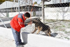 Uno de los perros a los que se busca hogar.