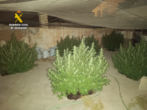 Una de las plantaciones incautadas.