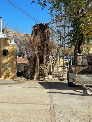 Palmera afectada por el picudo rojo en Guadix.