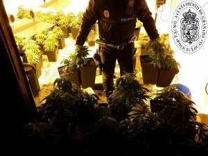 En total se intervinieron 112 plantas de marihuana.