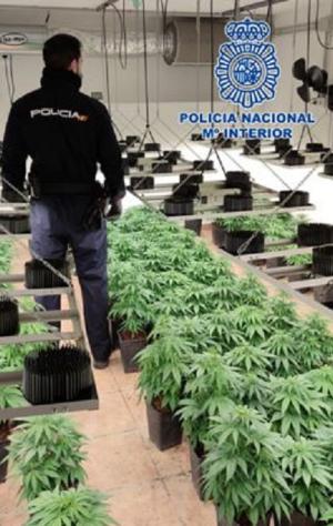 Un agente, en una plantación interior de marihuana. 