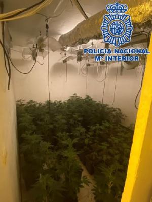 Plantación de marihuana en los bajos del chiringuito. 