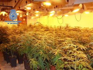 Plantación de marihuana en casa de la detenida.