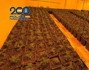 Plantas de marihuana encontradas en uno de los registros.