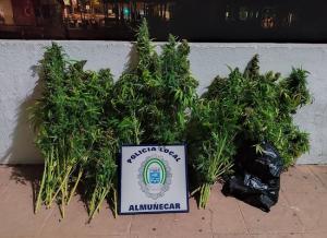 Alijo de Marihuana incautada por la Policía de Almuñécar.