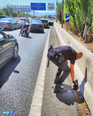 Un agente de la Policía Local granadina retira el gato de la autovía.
