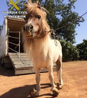 Al pony le habían crecido los cascos de forma desmesurada.