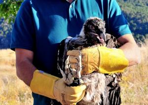 'Veleta', pollo de quebrantahuesos soltado en Sierra Nevada. 