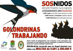 Campaña de Cúllar Vega para proteger los nidos de golondrinas.