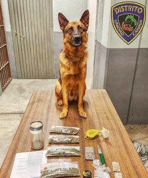 Stan Lee, en una imagen de las redes sociales de la Policía Local, junto a la droga recuperada por la Unidad Canina. 