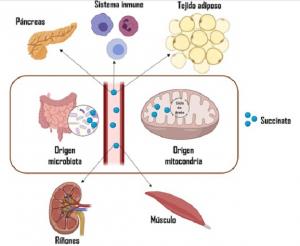 Interacciones metabólicas del succinato con tejidos y órganos periféricos.