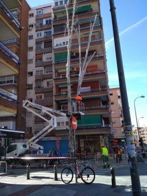 Arbolado a punto de ser talado en La Chana.